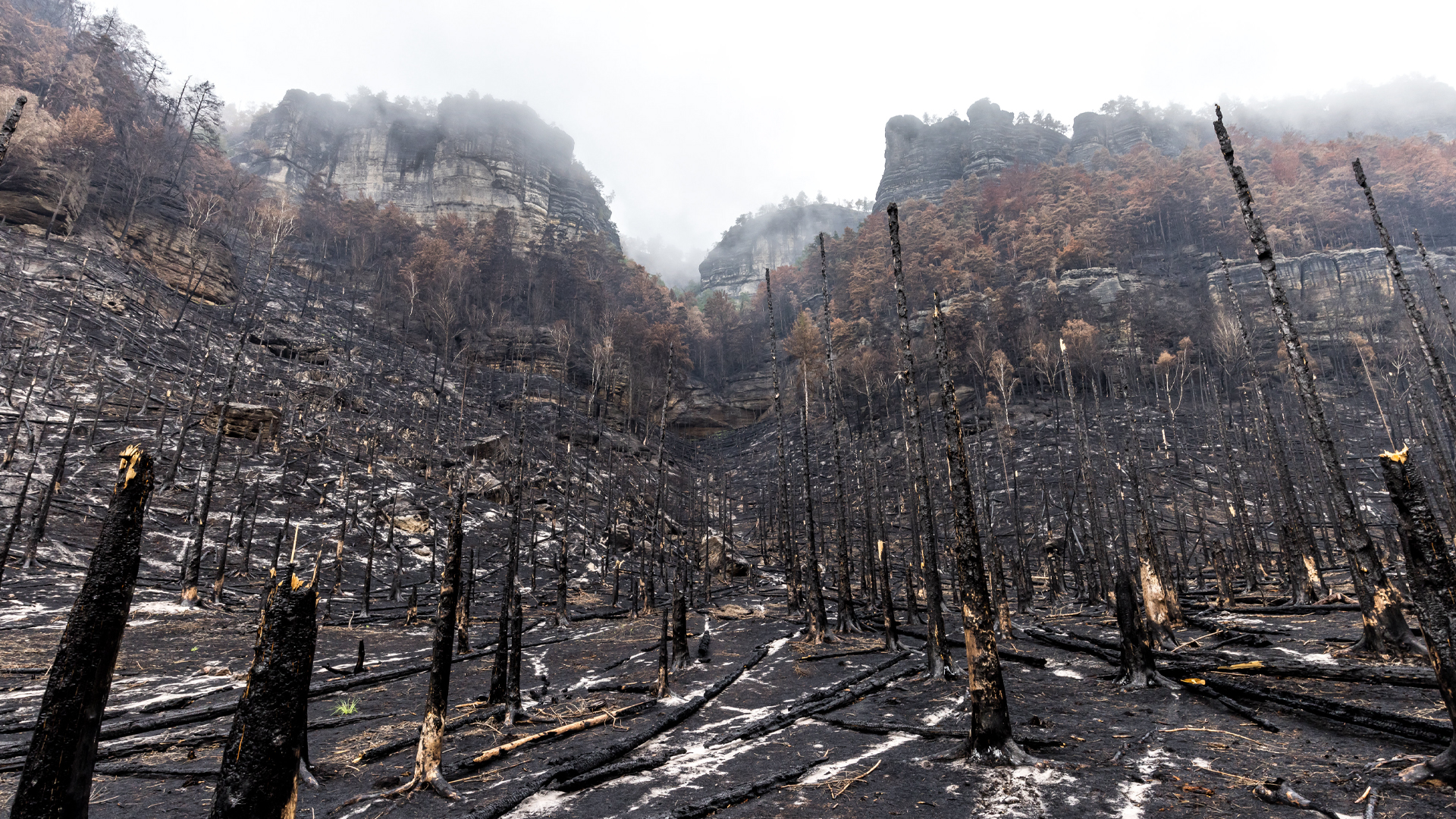 Charred tree stumps are pictured on blackened terrain in front of an escarpment.