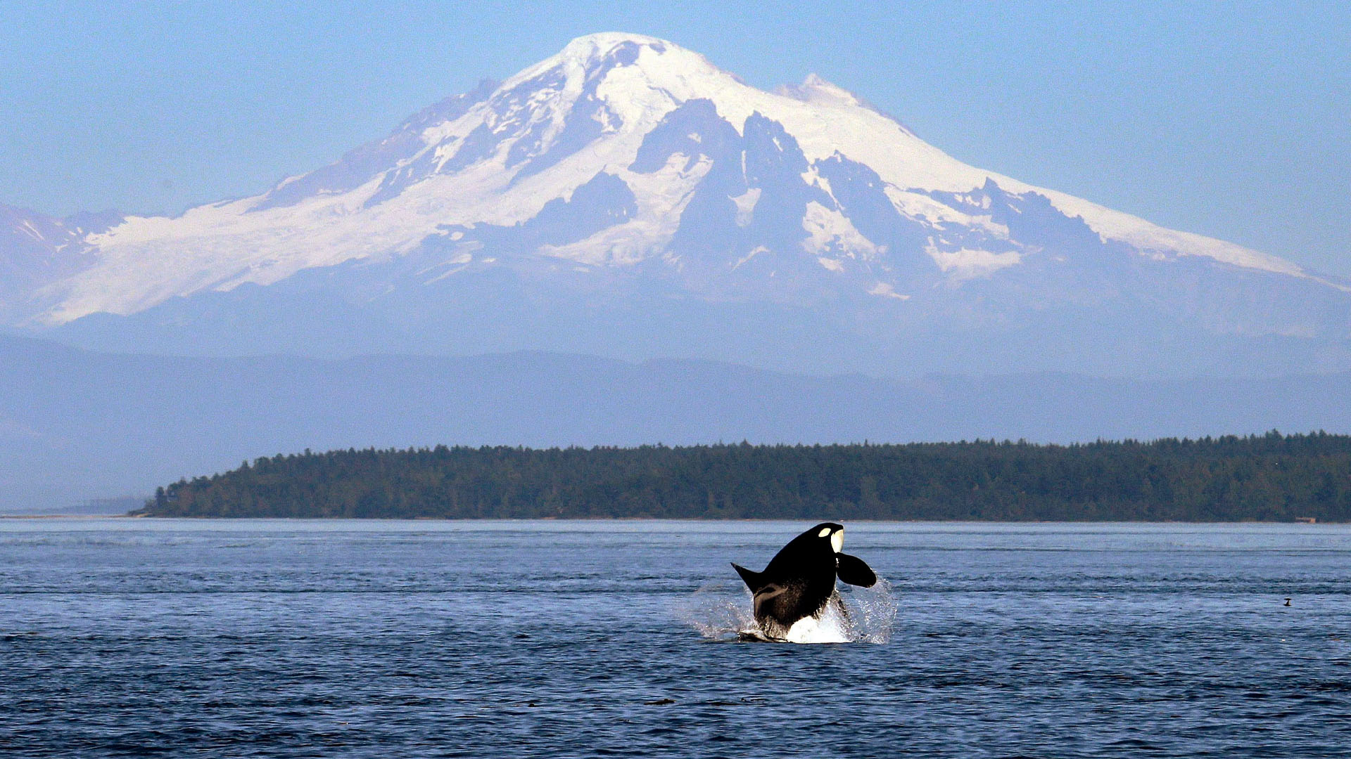 An orca whale breaches in view of snow-topped Mount Baker in the Salish Sea in the San Juan Islands, Wash.