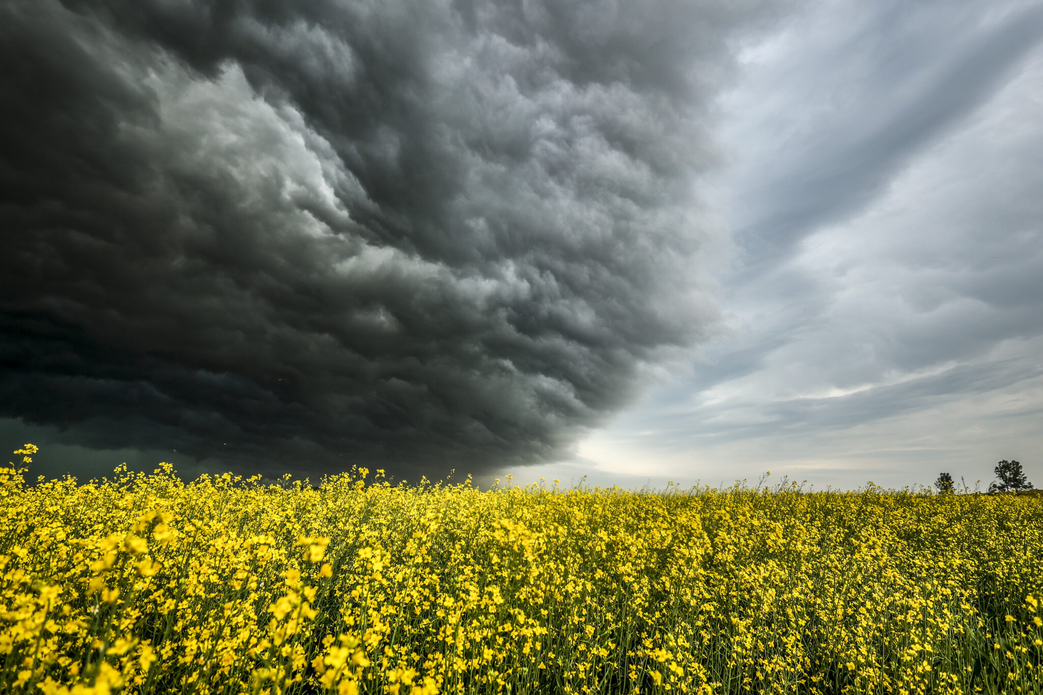 Storm clouds gather over a yellow canola field.