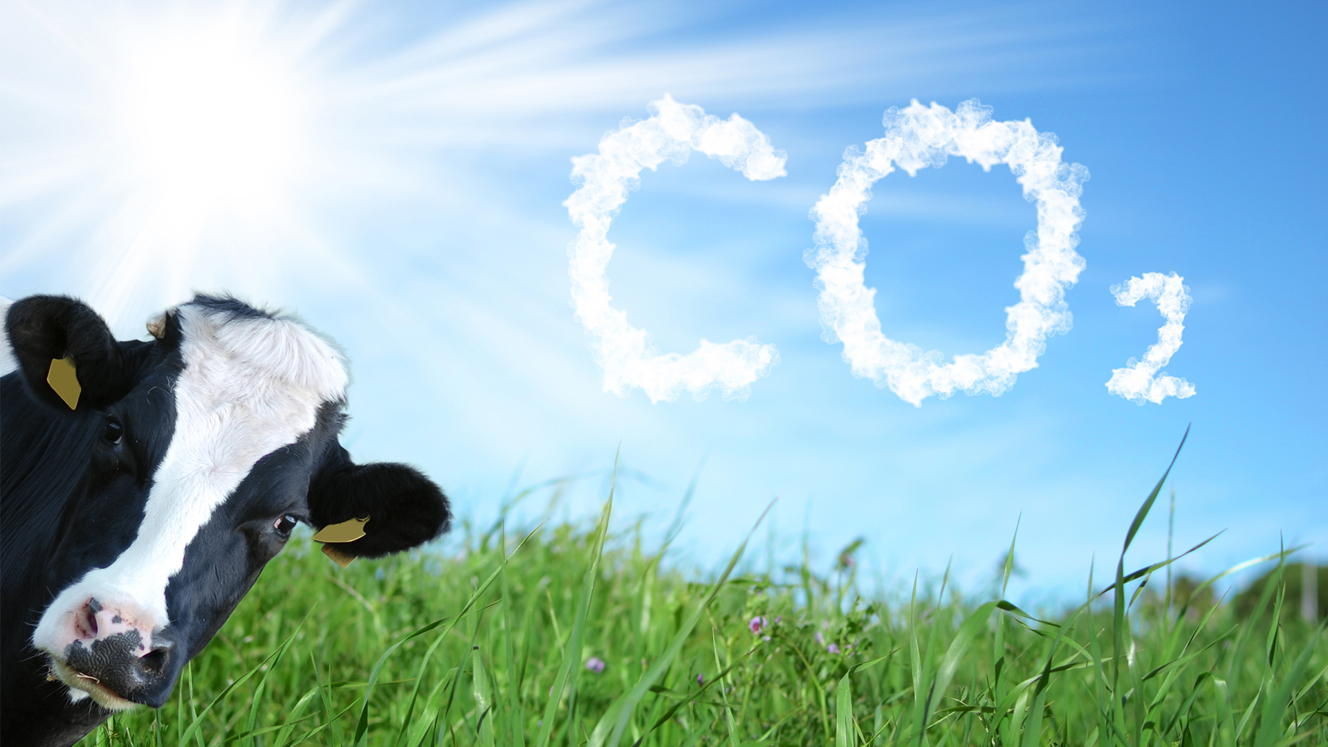 A cow stretches her neck and shows her head, in front of a field of long grass beneath a blue sky. Three clouds form the letters C and O, followed by the number 2.