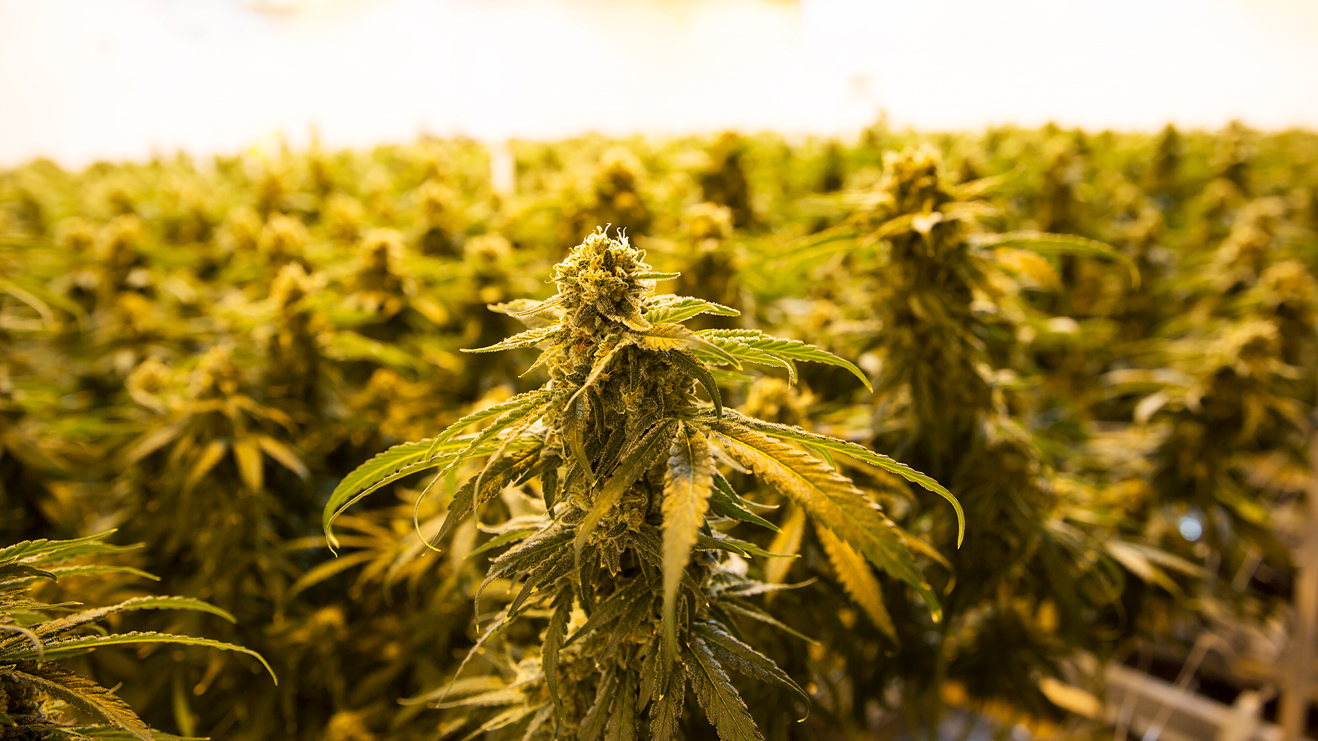 In a large warehouse with bright lights across the ceiling, hundreds of cannabis plants grow side by side. The lights cast a warm golden hue over the room.