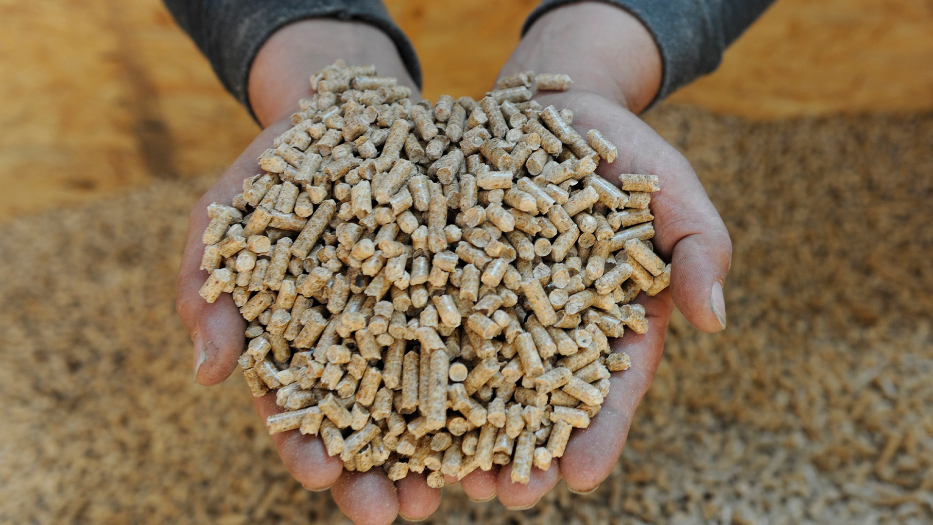 Two hands holding wood pellets.