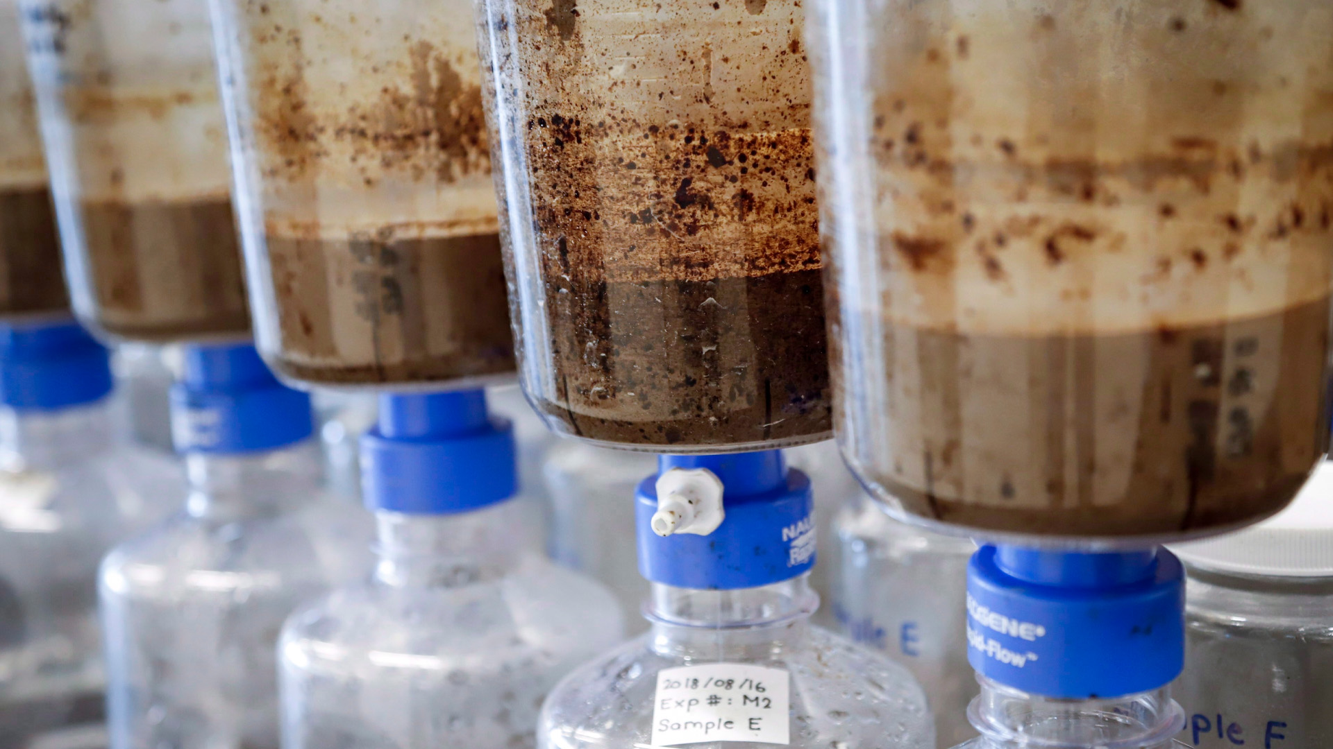 Four litre-sized clear containers of brown water.