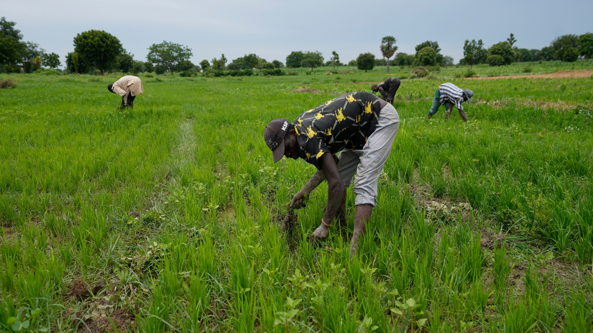 In a field of lush green shoots, four people are stooped over as they pull out clumps of plants and earth.