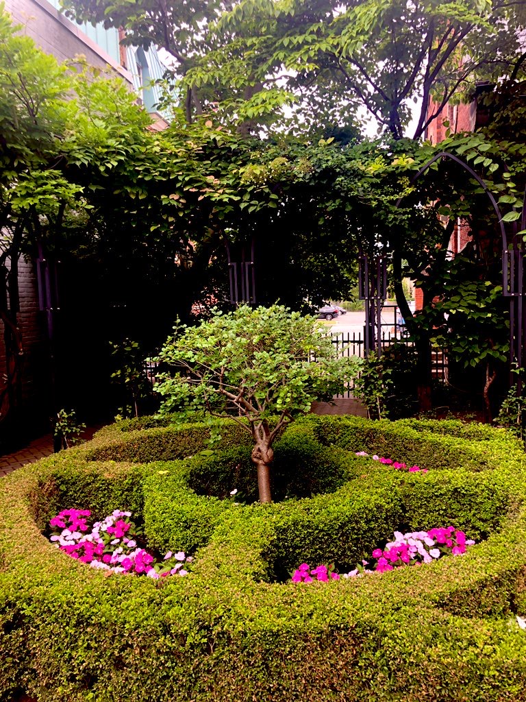 In between several brick buildings, with a thick canopy of small and taller trees, a manicured area of shrubs and flowers has been designed in a circular pattern around a small ornamental tree in the middle. The shrubs are several feet high, and have been shaped flat and smooth along the top and round on the sides. There are four spaces within the shrub design filled with small flower beds of pink and white flowers.
