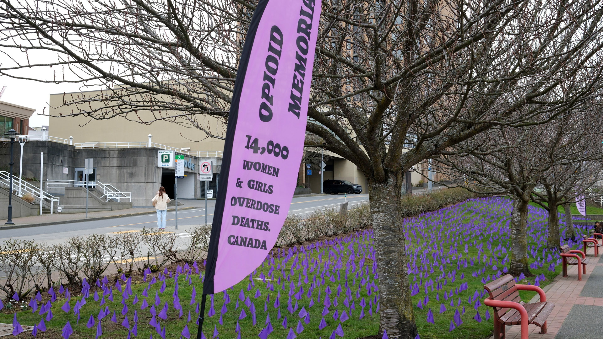 Dozens of purple flags about the size of a palm of a hand cover a rectangular grassy area with a line of bare trees and a row of benches.